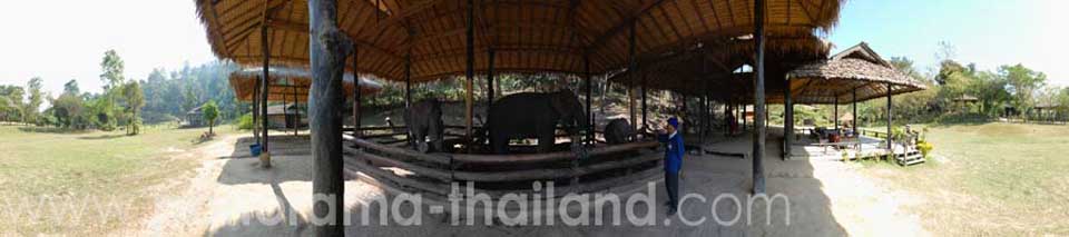 Maesa Elephant Camp