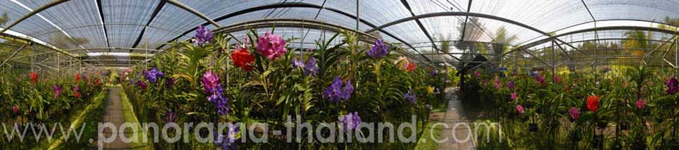 Orchid Garden