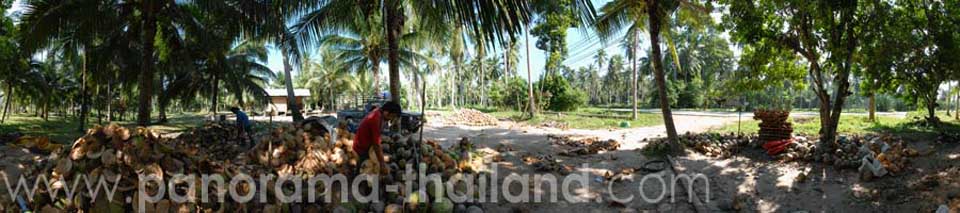Coconut workers Hua Thanon