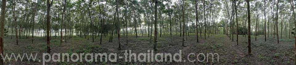 Rubber Plantation Suratthani